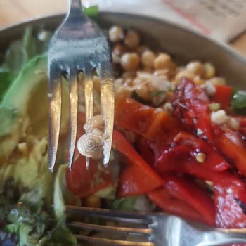 Yemekte Çıkan Salyangoz Ve Hijyen Sorunlarıyla Büyük Hayal Kırıklığı