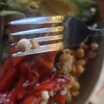 Yemekte Çıkan Salyangoz Ve Hijyen Sorunlarıyla Büyük Hayal Kırıklığı