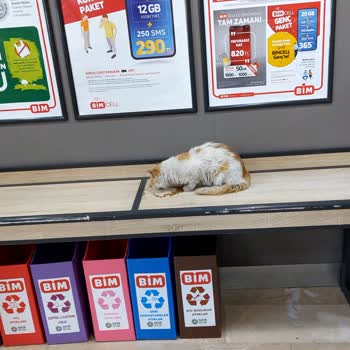 Market Raflarında Kediler: Hijyen Ve Müşteri Güvenliği Tehlikede!