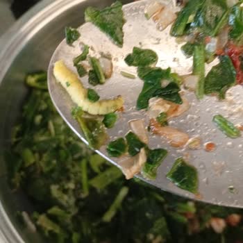 Dondurulmuş Ispanakta Tırtıl Şoku Yaşadım