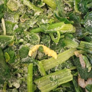 Dondurulmuş Ispanakta Tırtıl Şoku Yaşadım