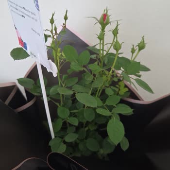 Anneler Günü Siparişimde Beklentiler Karşılanmadı: Açmamış Güller Ve Yetersiz Satıcı İletişimi