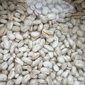 Hasata Marka Fasulye Suda Bekletince Tamamen Parçalandı