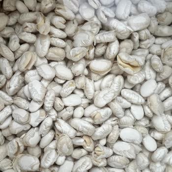 Hasata Marka Fasulye Suda Bekletince Tamamen Parçalandı