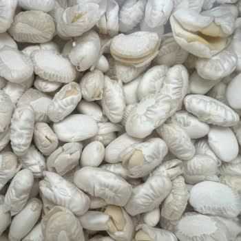 Hasata Marka Fasulye Suda Bekletince Tamamen Parçalandı