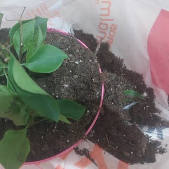 Migros Anneler Günü Çiçeği Görselden Farklı Ve Özensiz Gönderildi
