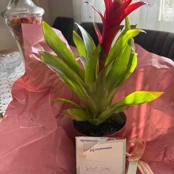 Anneler Günü Siparişimde Solmuş Çiçek Ve Yanlış Saksı Gönderildi