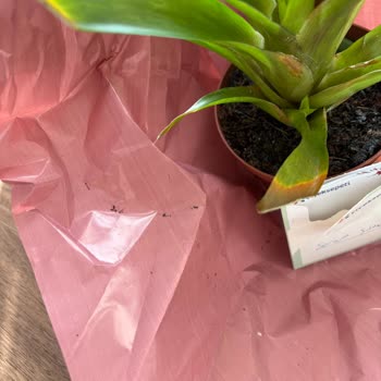 Anneler Günü Siparişimde Solmuş Çiçek Ve Yanlış Saksı Gönderildi