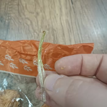 Aldığım Börekte Naylon İplik Çıkması Ve Güvenlik Endişesi