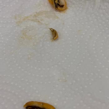 Amigo Soslu Fıstıkta Sağlığı Tehdit Eden Yabancı Cisimler