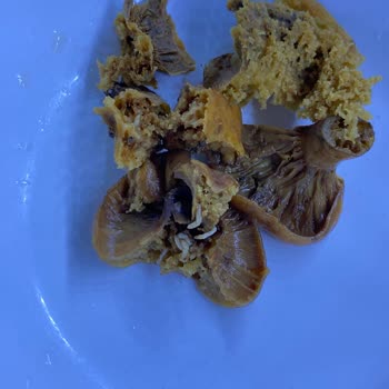 Aldığım Mantar Bozuk Ve Sağlıksız Çıktı