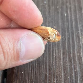 Tadım Bademde Yabancı Maddeyle Karşılaştım, Güvenim Sarsıldı