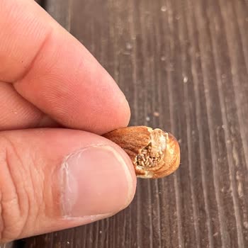 Tadım Bademde Yabancı Maddeyle Karşılaştım, Güvenim Sarsıldı