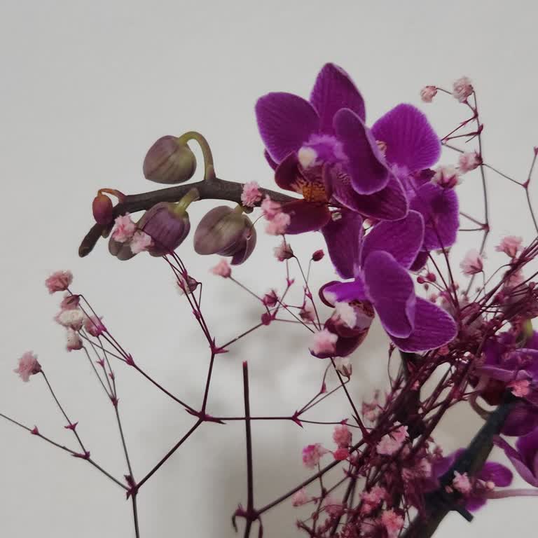 Sipariş Edilen Orkide Beklentiyi Karşılamadı Ve Geç Teslim Edildi