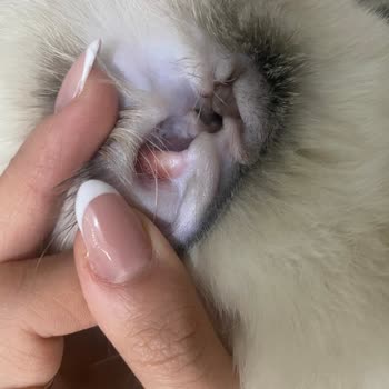 Kedi Maması Sonrası İshal Ve Cilt Yaraları Yaşadık