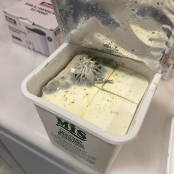 Son Kullanma Tarihi Geçmemiş Peynirde Yoğun Küf Ve Sağlık Riski