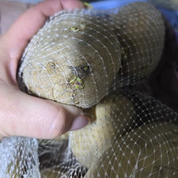 Alanya Mangosu Gelen Ürünler Kötü Halde