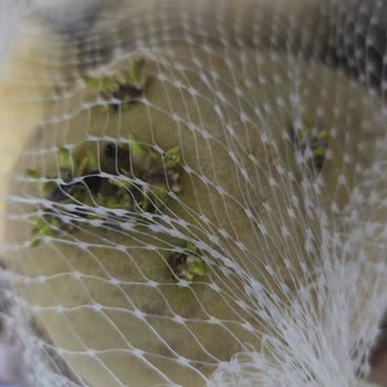 Alanya Mangosu Gelen Ürünler Kötü Halde