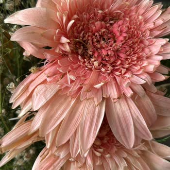 Anneler Günü'nde Solmuş Çiçek Ve Yetersiz Müşteri Hizmeti Nedeniyle Mağduriyet