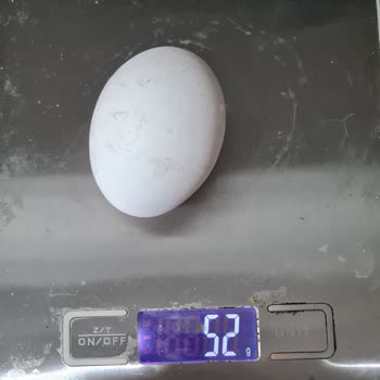 Türem Yumurta'da Yanıltıcı Boyut Sorunu