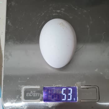 Türem Yumurta'da Yanıltıcı Boyut Sorunu