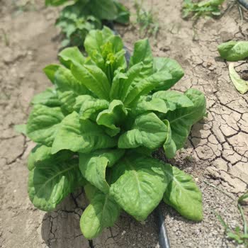 Satın Alınan Tohumlarda Çimlenme Ve Verim Sorunu, Yüksek Maddi Zarar