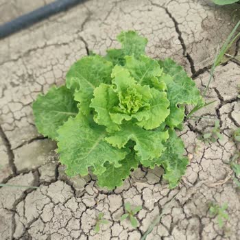 Satın Alınan Tohumlarda Çimlenme Ve Verim Sorunu, Yüksek Maddi Zarar