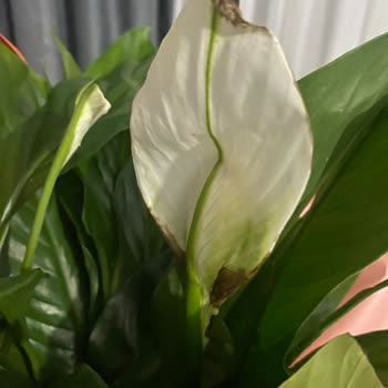 Anneler Günü Siparişim Çürük Ve Özensiz Teslim Edildi Büyük Hayal Kırıklığı Yaşadım