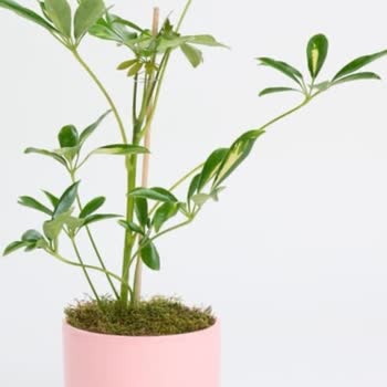 Yanlış Çiçek Gönderimi Ve İlgisiz Müşteri Hizmetleri Nedeniyle Mağduriyet