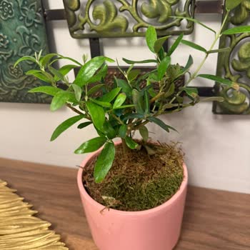 Yanlış Çiçek Gönderimi Ve İlgisiz Müşteri Hizmetleri Nedeniyle Mağduriyet