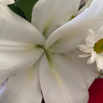 Çiçek Sepeti  'nden Eksik Ve Kusurlu Ürün Teslimatı: Anneler Günü Hayal Kırıklığı