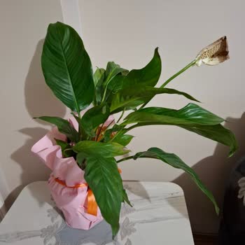 Anneler Günü Hediyem Kırık Ve Kuru Çiçekle Mahcup Oldum