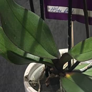 Siparişimde Gelen Orkide Kötü Durumda Ve İletişim Sağlanamıyor