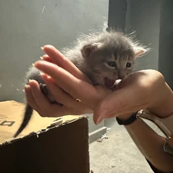 Dudak Dolgusu Sonrası Asimetri Ve İlgisizlik Mağduriyeti