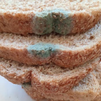 Migros'tan Aldığım Ekmeğin Küflü Çıkması Güvenimi Sarsdı