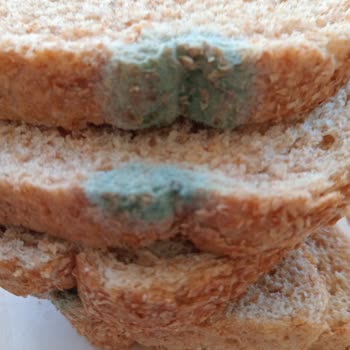 Migros'tan Aldığım Ekmeğin Küflü Çıkması Güvenimi Sarsdı