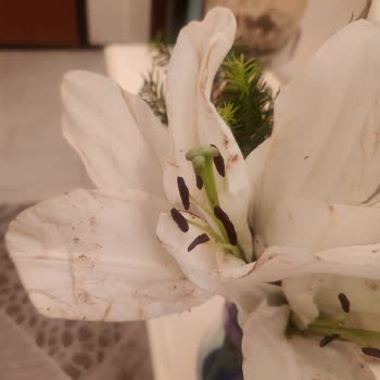 Gönderilen Çiçek Yanmış Ve İade Süreci Çözülemedi