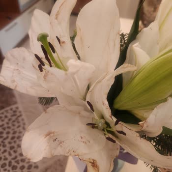 Gönderilen Çiçek Yanmış Ve İade Süreci Çözülemedi