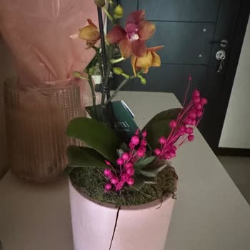 Geç Teslimat Ve Hasarlı Ürün Nedeniyle Hayal Kırıklığı