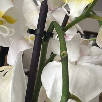 Hasarlı Ve Solmuş Çiçek Teslimatı Sonrası Yetersiz Çözüm Süreci