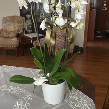 Hasarlı Ve Solmuş Çiçek Teslimatı Sonrası Yetersiz Çözüm Süreci