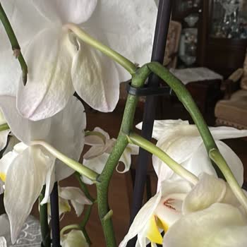 Hasarlı Ve Solmuş Çiçek Teslimatı Sonrası Yetersiz Çözüm Süreci