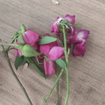 Anneler Günü Siparişim Beklentilerimi Karşılamadı: Görseldeki Ürünle Alakasız Ve Özensiz Gönderim