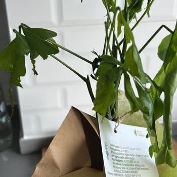 Görseldeki Ürünle Alakasız Para Çiçeği Ve İletişimsizlik Hayal Kırıklığı