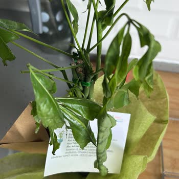 Görseldeki Ürünle Alakasız Para Çiçeği Ve İletişimsizlik Hayal Kırıklığı