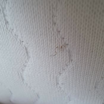 Lekeli Yatak Teslimatı Ve Değişim Sürecinde Yaşanan Gecikme