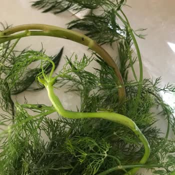 Migros Sanal Market'ten Gelen Dereotu Taze Ve Görseldeki Gibi Değildi, Destek Alamadım