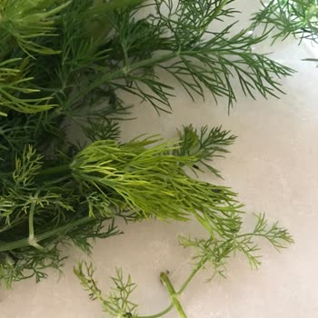 Migros Sanal Market'ten Gelen Dereotu Taze Ve Görseldeki Gibi Değildi, Destek Alamadım