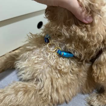 Pawtique Co. Küçük Gelen Ürünün Değişimini Yapmadı