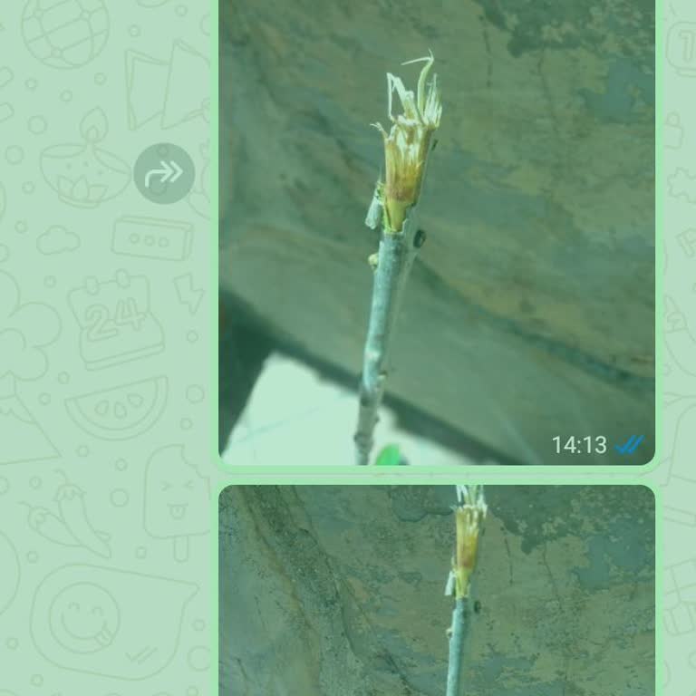 Ayıplı Fidan Ve Kargo Ücretinin İade Edilmemesi Mağduriyeti